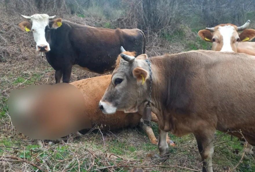 krave bu&scaron;e