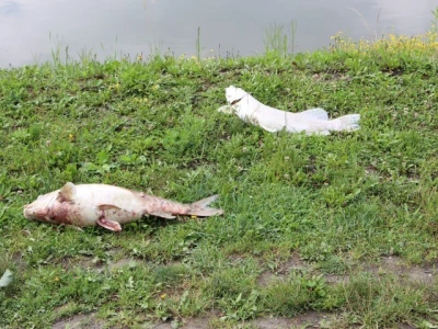 Pomor ribe u jakšičkom ribnjaku