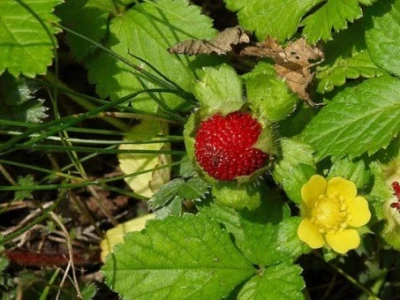 Cvijet i plod lažne jagode (Duchesnea Indica)