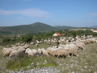 Ivan Kaloper i njegovo stado ovaca i koza