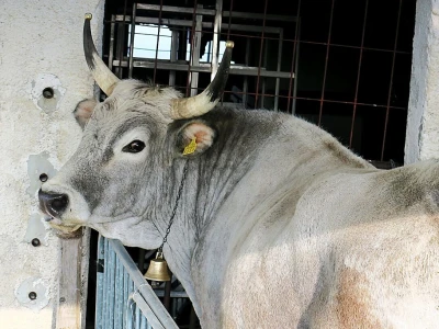 5. Međunarodni poljoprivredni sajam AgroTerra u Pazinu