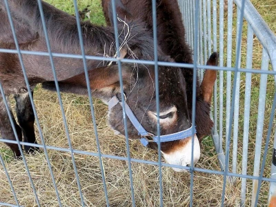 5. Međunarodni poljoprivredni sajam AgroTerra u Pazinu