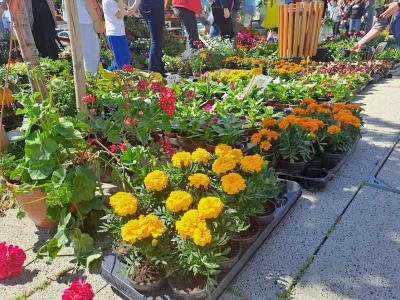 5. Proljetni festival u