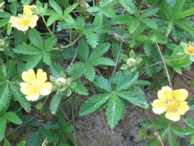 Puzava petoprsta (Potentilla reptans) sliči cvijetu lažne jagode, ali su joj listovi građeni od 5 prstiju