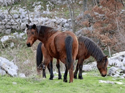 Konjogojstvo u dalmatinskom kršu