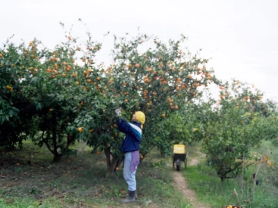 Detalj berbe mandarina u Neretvanskoj dolini