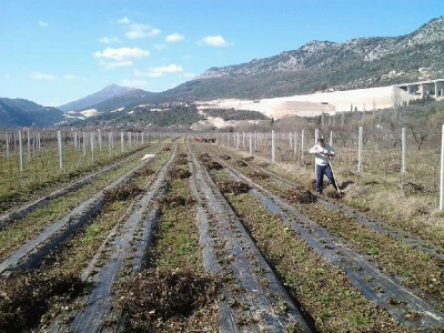 Mukotrpan je uzgoj jagoda u kršu od pripreme zemljišta do berbe