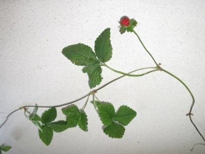 Vriježe lažne jagode (Duchesnea indica)
