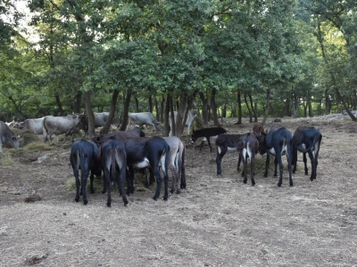 Izvorne pasmine domaćih životinja Istre