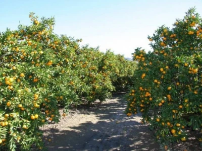 Ovogodišnji rekordni urod mandarina u dolini Neretve - oko 100.000 tona