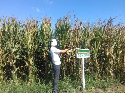 Agrigenetics i American genetics