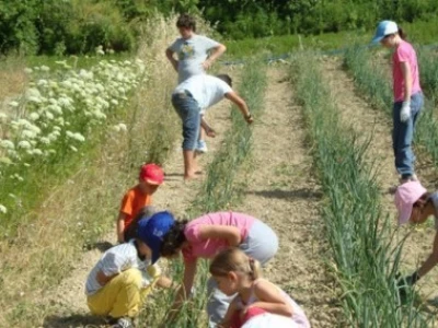 Agrikultura - detalj eko-proizvodnje na talijanskom imanju