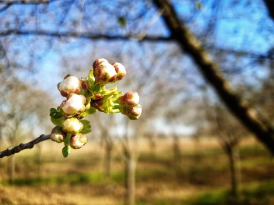 Agro HAHA, obrt u poljoprivredi