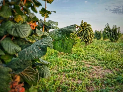 Agro HAHA, obrt u poljoprivredi
