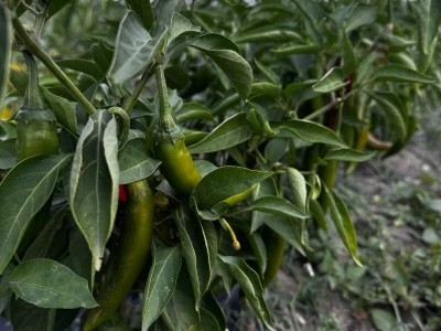 Agro Marić Vrbanja