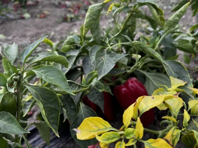 Agro Marić Vrbanja