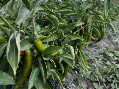 Agro Marić Vrbanja