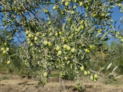Maslinici
