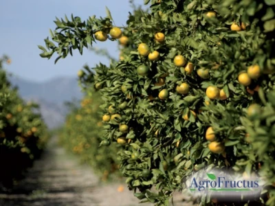 Mandarine