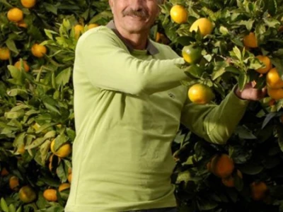 Uzgoj mandarina na poljima kooperanata