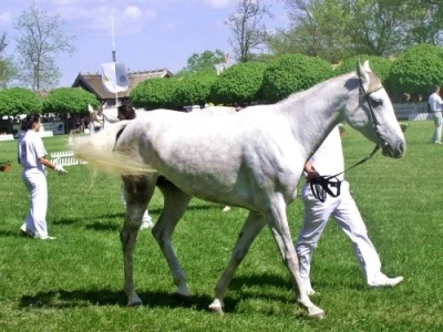 Konj