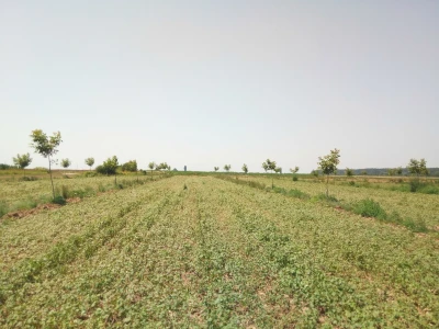 Agroinova FAZOS