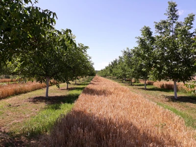 Agroinova FAZOS