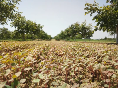 Agroinova FAZOS