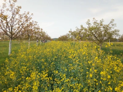 Agroinova FAZOS