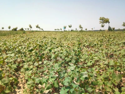 Agroinova FAZOS