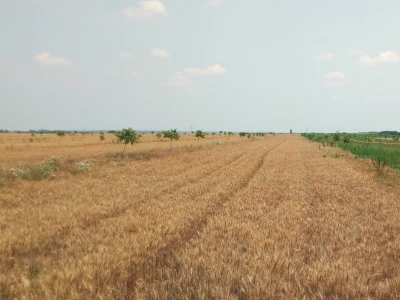 Agroinova FAZOS