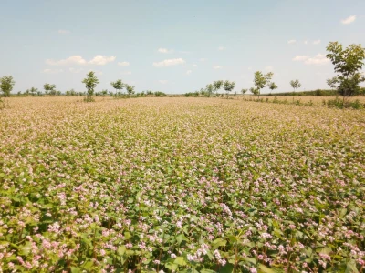 Agroinova FAZOS