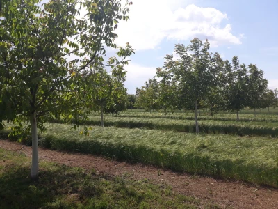 Agroinova FAZOS