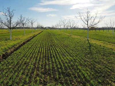 Agroinova FAZOS