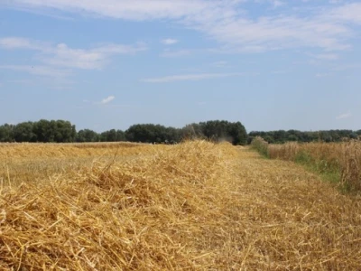 Ostade samo sijeno