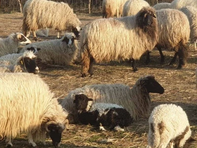 Agropol d.o.o. iz Vrbnika