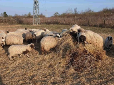 Agropol d.o.o. iz Vrbnika