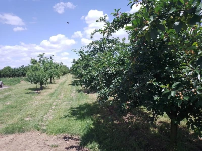 Agrotovarnik voće i povrće
