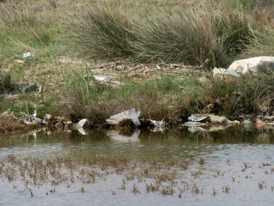 Akcija čišćenja obale kroz projekt Plastic Free Ližnjan