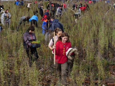 AKCIJA POŠUMLJAVANJA - U dva dana na šest hektara opožarenog Kožina kod  Zadra 800 volontera posadilo 10.000 stabala primorskog bora
