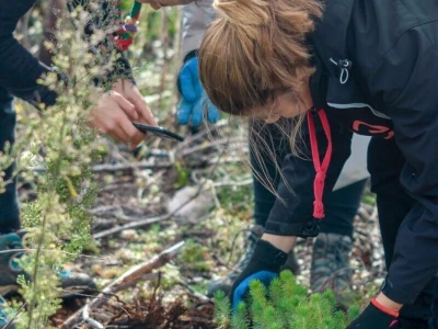 AKCIJA POŠUMLJAVANJA - U dva dana na šest hektara opožarenog Kožina kod  Zadra 800 volontera posadilo 10.000 stabala primorskog bora