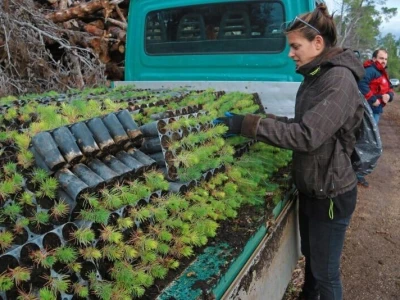 AKCIJA POŠUMLJAVANJA - U dva dana na šest hektara opožarenog Kožina kod  Zadra 800 volontera posadilo 10.000 stabala primorskog bora