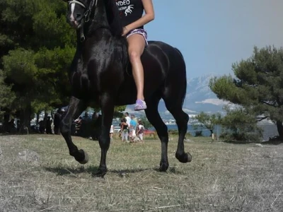 Ana Jergović, ljubiteljica životinja