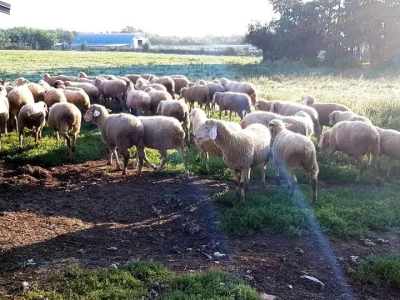 Apel mladog Slavonca