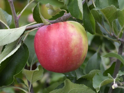AppleResist