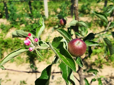 AppleResist