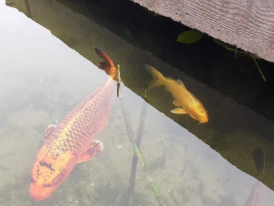 Aquatika - slatkovodni akvarij u Karlovcu