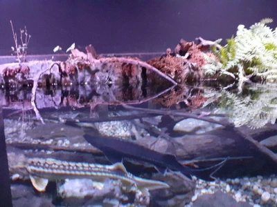 Aquatika - slatkovodni akvarij u Karlovcu