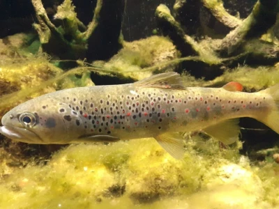 Aquatika - slatkovodni akvarij u Karlovcu