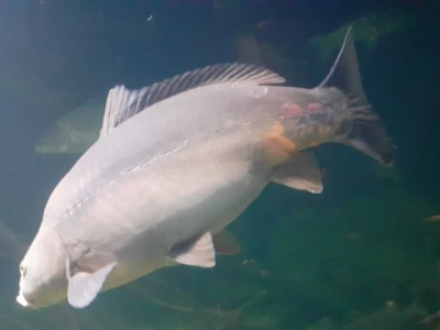 Aquatika - slatkovodni akvarij u Karlovcu